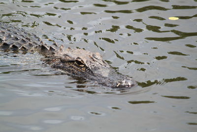 High angle view of crocodile swimming in sea