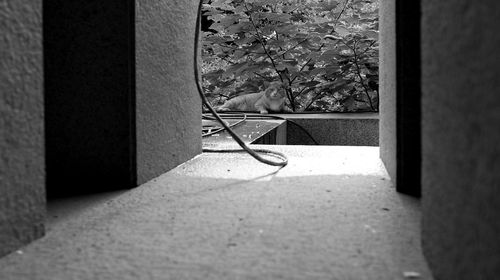 Shadow of tree on wall