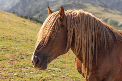 Portrait of brown horse with curly hair