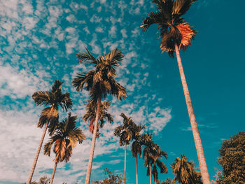 Low angle view of coconut palm trees against sky