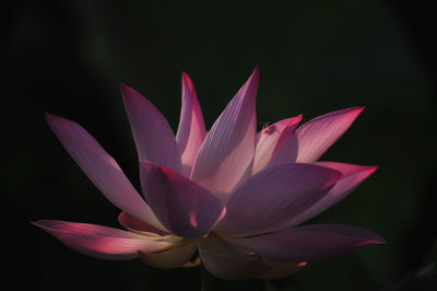 Close-up of pink water lily