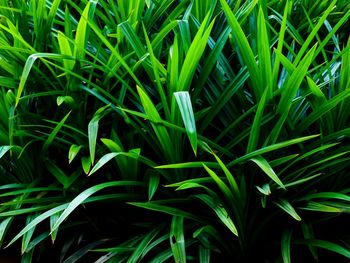 High angle view of grass growing on field