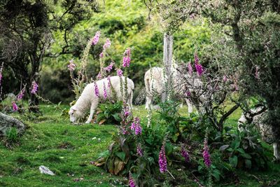 Purple flowering plants in park