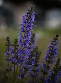 Close-up of purple flowering plant on field