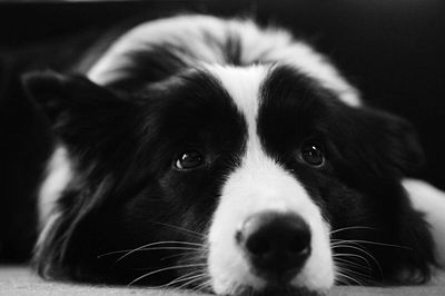 Close-up portrait of black dog