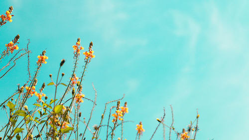 Low angle view of flowers against blue sky