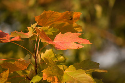 Close-up of maple leaves on plant