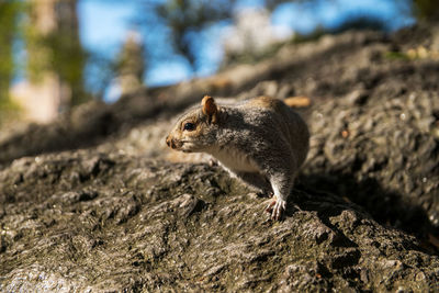 Close-up of squirrel