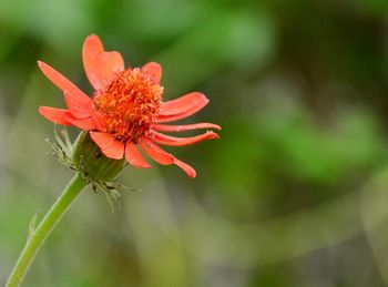 Close-up of red flowers