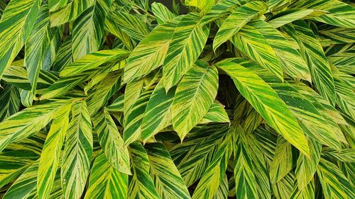 Full frame shot of green leaf