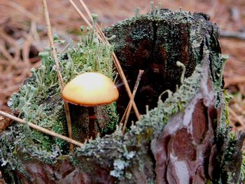 Close-up of mushrooms