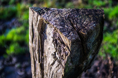 Close-up of tree stump