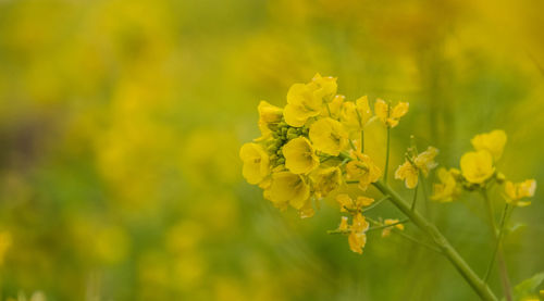 Close-up of yellow flowers