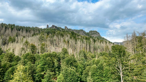 Panoramic view of pine trees in forest against sky