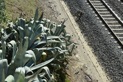 Close-up of cactus plant