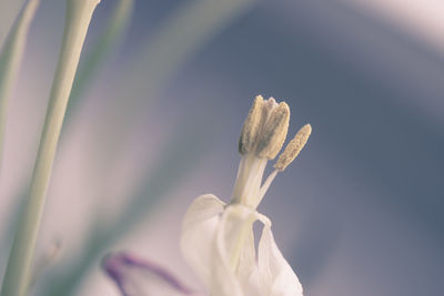 Close-up of flower against blurred background