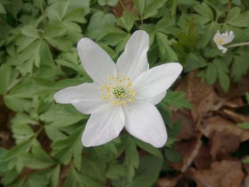 Close-up of white flower blooming outdoors