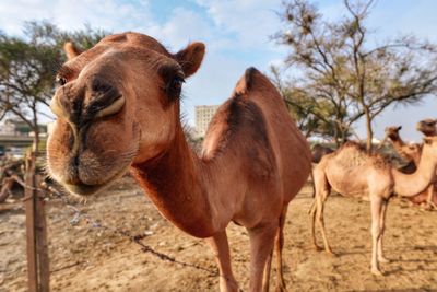 Portrait of camel standing on field against sky