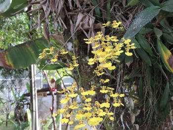 Yellow flowers growing on tree