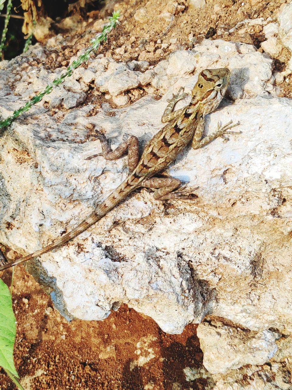 HIGH ANGLE VIEW OF DEAD TREE TRUNK