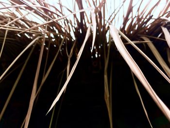 Close-up of plants at night