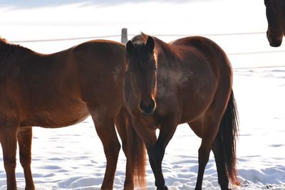 Horses standing in ranch