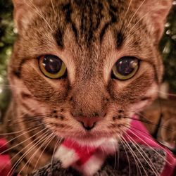 Close-up portrait of a cat