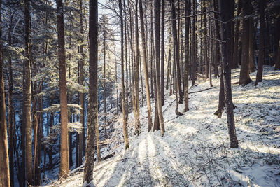 Trees in forest during winter