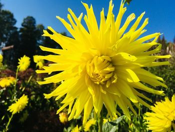 Close-up of yellow flowering plant