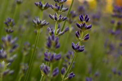 Close-up of purple flowering lavender, lavandula angustifolia