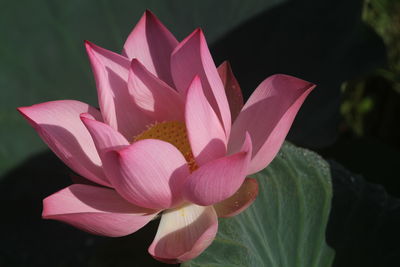 Close-up of pink lotus  in pond