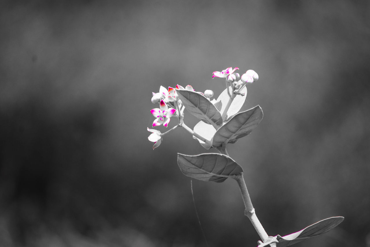 CLOSE-UP OF PINK FLOWERING PLANT AGAINST BLURRED BACKGROUND