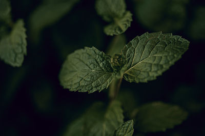 Close-up of plant