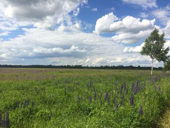 Scenic view of field against sky