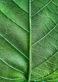 Macro shot of green leaf