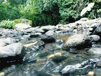 River flowing through rocks in forest