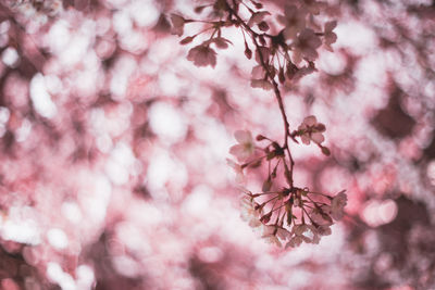 Close-up of pink cherry tree
