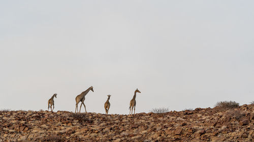 A group of giraffes walking at sunset on the top of a hill