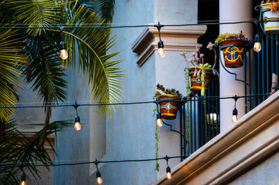 Low angle view of palm tree by building