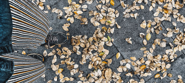 Low section of leaves on field