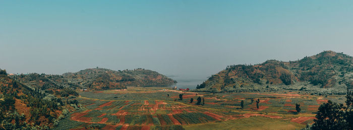 Scenic view of agricultural field against clear sky