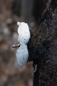 Close-up of dead tree trunk in winter