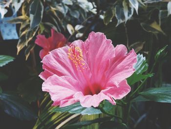 Close-up of pink hibiscus flower
