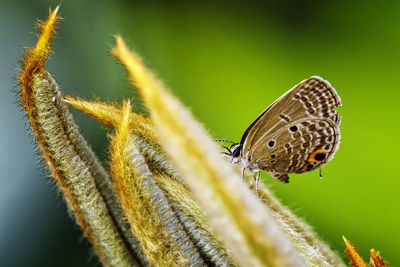 Close-up of butterfly