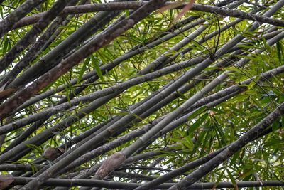 Low angle view of bamboo trees in forest