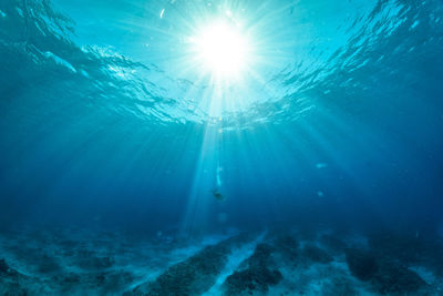 View of jellyfish swimming in sea