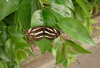 Close-up of butterfly on leaf