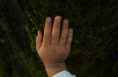 Close-up of hand holding plant against trees