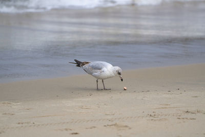 Seagull eating washed up trash