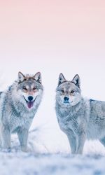 Portrait of two dogs in snow